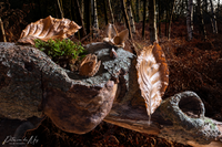 still life beech stil leven beuk