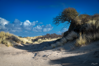 Amsterdamse waterleidingduinen area Marelvlak _PVM2273 vs 3