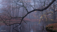 Park Groenendaalse Bos_PVM4834